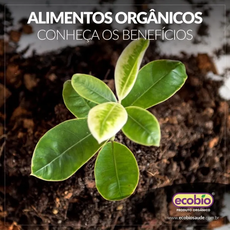 Alimentos Orgânicos: Conheça os benefícios